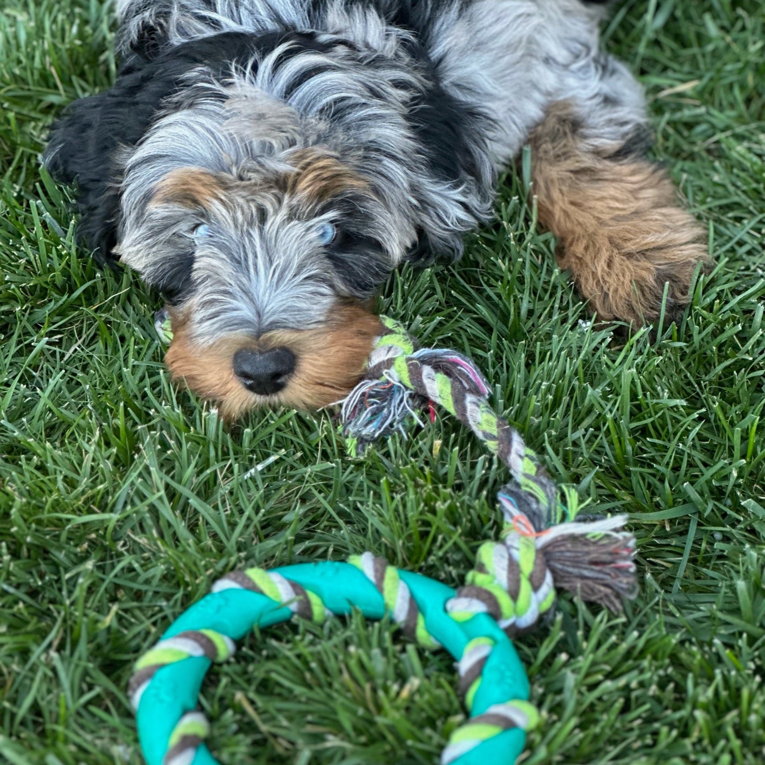 rocket and rex training pads, chew toys and carriers for your pets ...