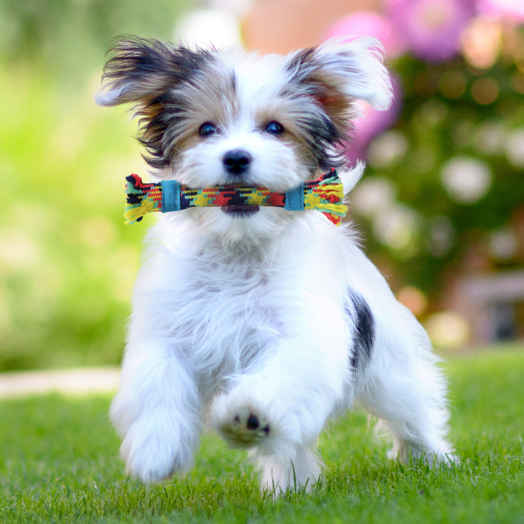 Not Just Your Plain Old Rope Toy Set, with Tennis Tug – rocket & rex